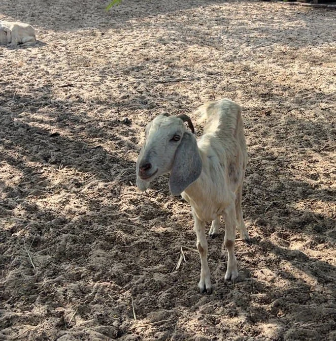 Пляж Доклет и контактный зоопарк Tiny Zoo