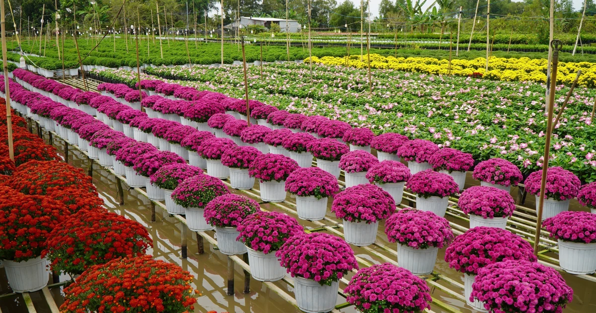 Вековая деревня цветоводов с уникальной технологией выращивания