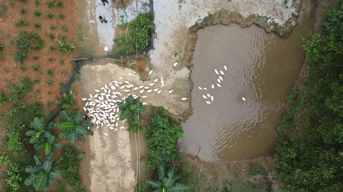 Лечение «по-утиному»: где утки делают вам массаж